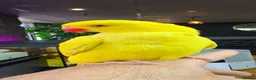 Ringnecks birds for sale: Beautiful ringneck for sale - Advert 1