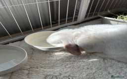 Mini Lop rabbits for sale: Mini Lop Bunny - Mickey - Image 4