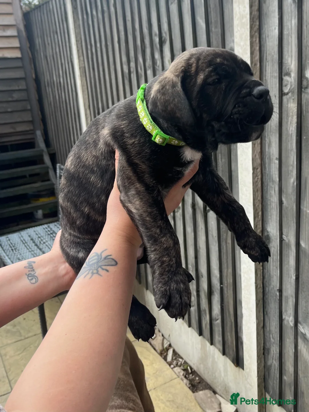 Mastiff dogs for sale: 2 gorgeous mixed mastiff boys left  - Advert 2