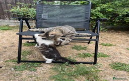 Mixed Breed cats for sale: Cute Tabby Kittens - Ready Now - Image 3