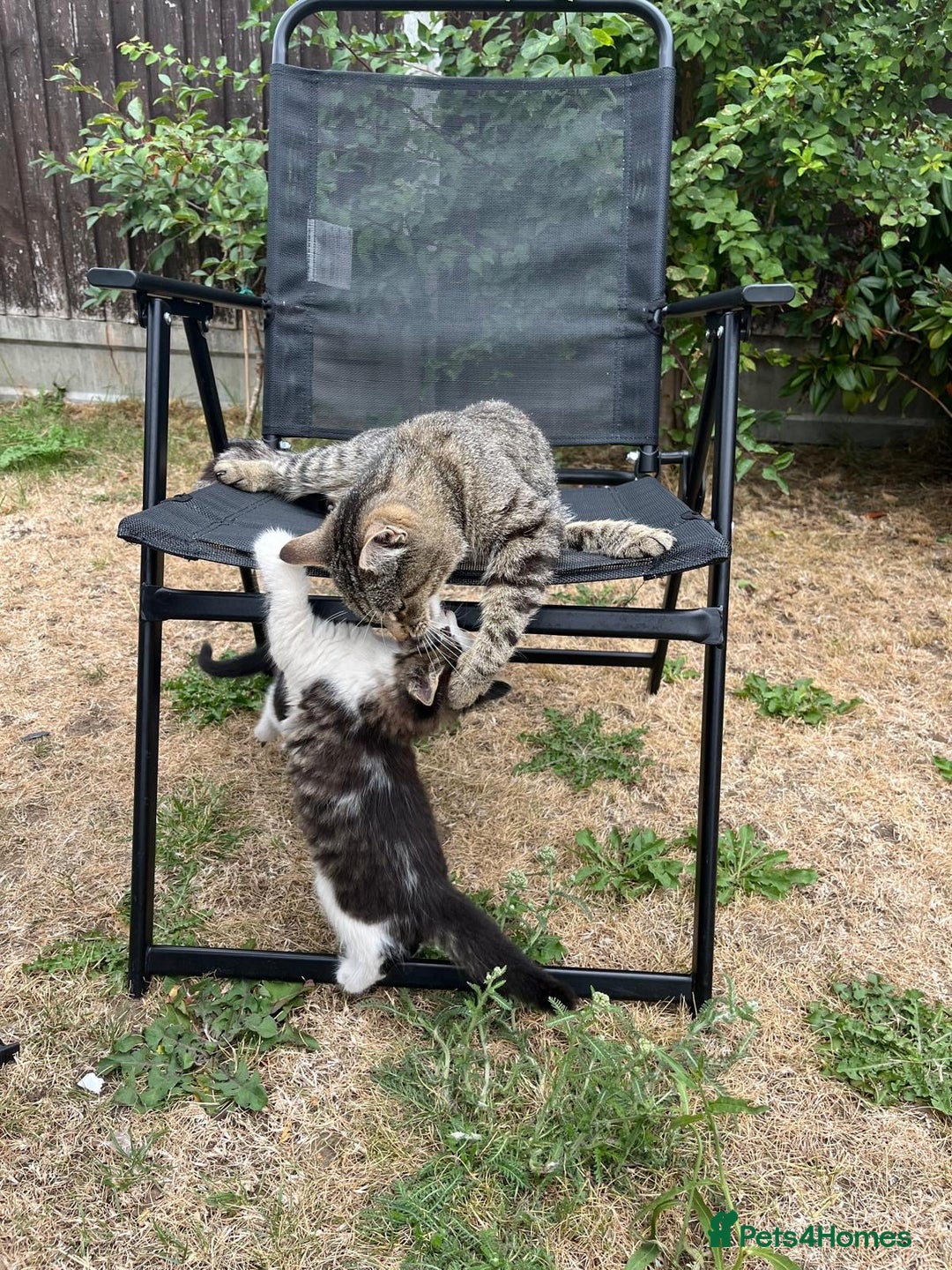Mixed Breed cats for sale: Cute Tabby Kittens - Ready Now - Image 3