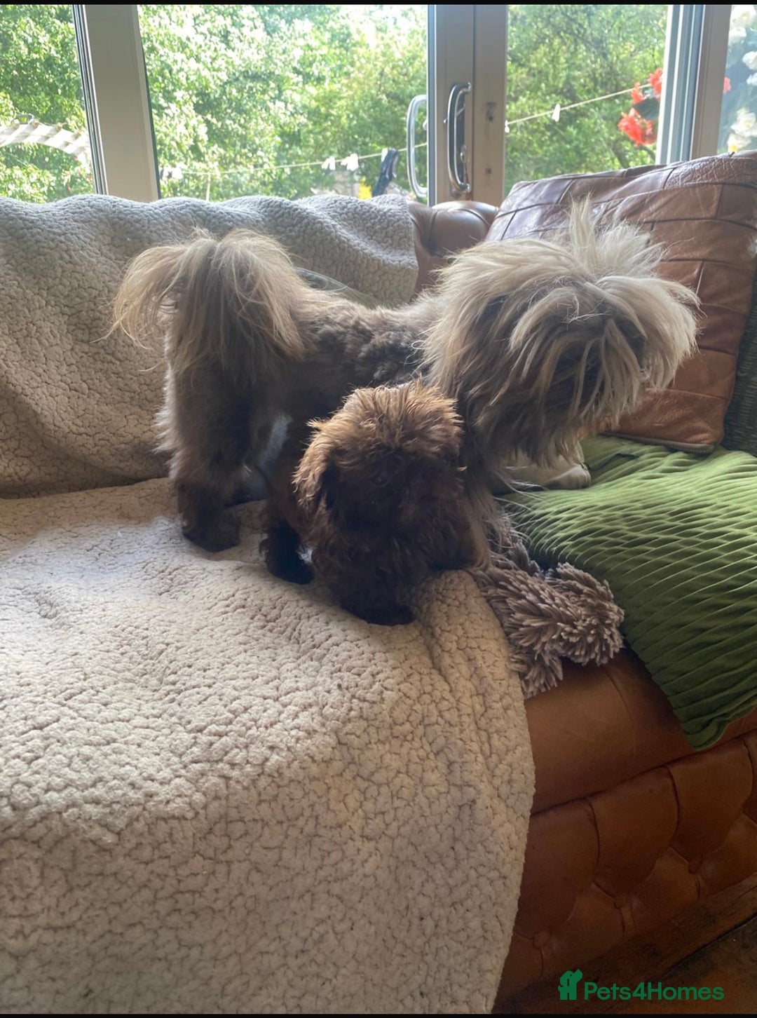 Shih Tzu dogs for sale: Beautiful Imperial Shih Tzu’s - Image 5