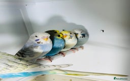 Budgerigars birds for sale: Stunning baby rainbow/pied budgies  in Luton - Image 5