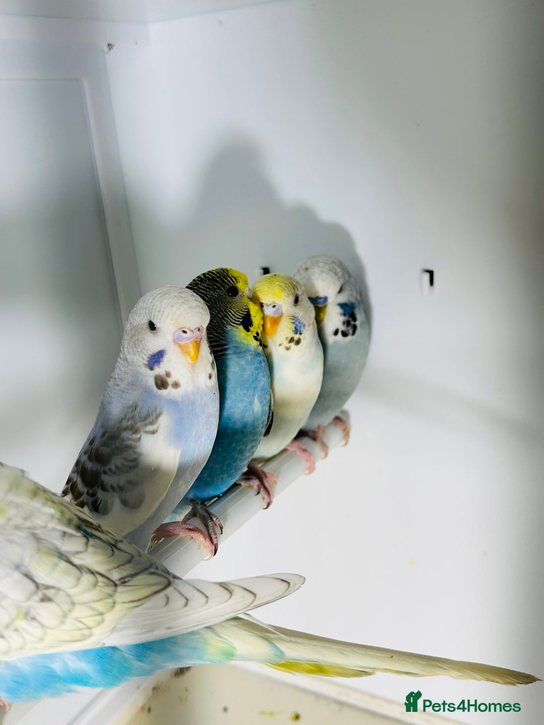 Budgerigars birds for sale: Stunning baby rainbow/pied budgies  in Luton - Image 5
