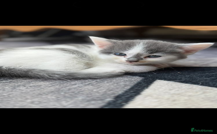 Mixed Breed cats - Advert 2