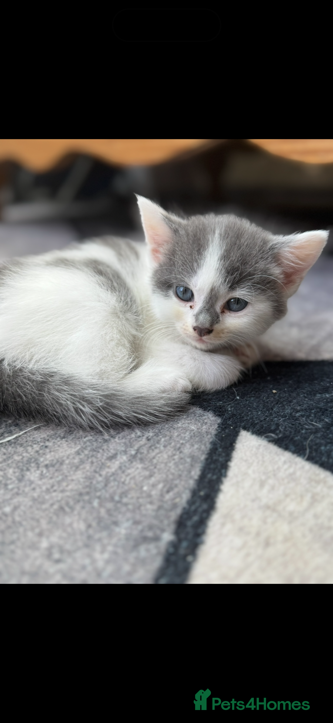 Mixed Breed cats for sale: Grey and White 10 week old female kitten - Image 1