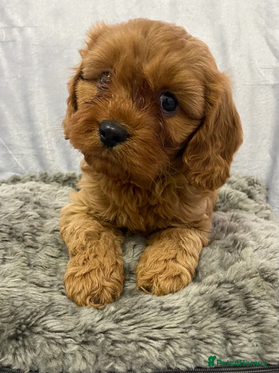 Cavapoo dogs for sale: F1 Toy Cavapoo - Advert 7