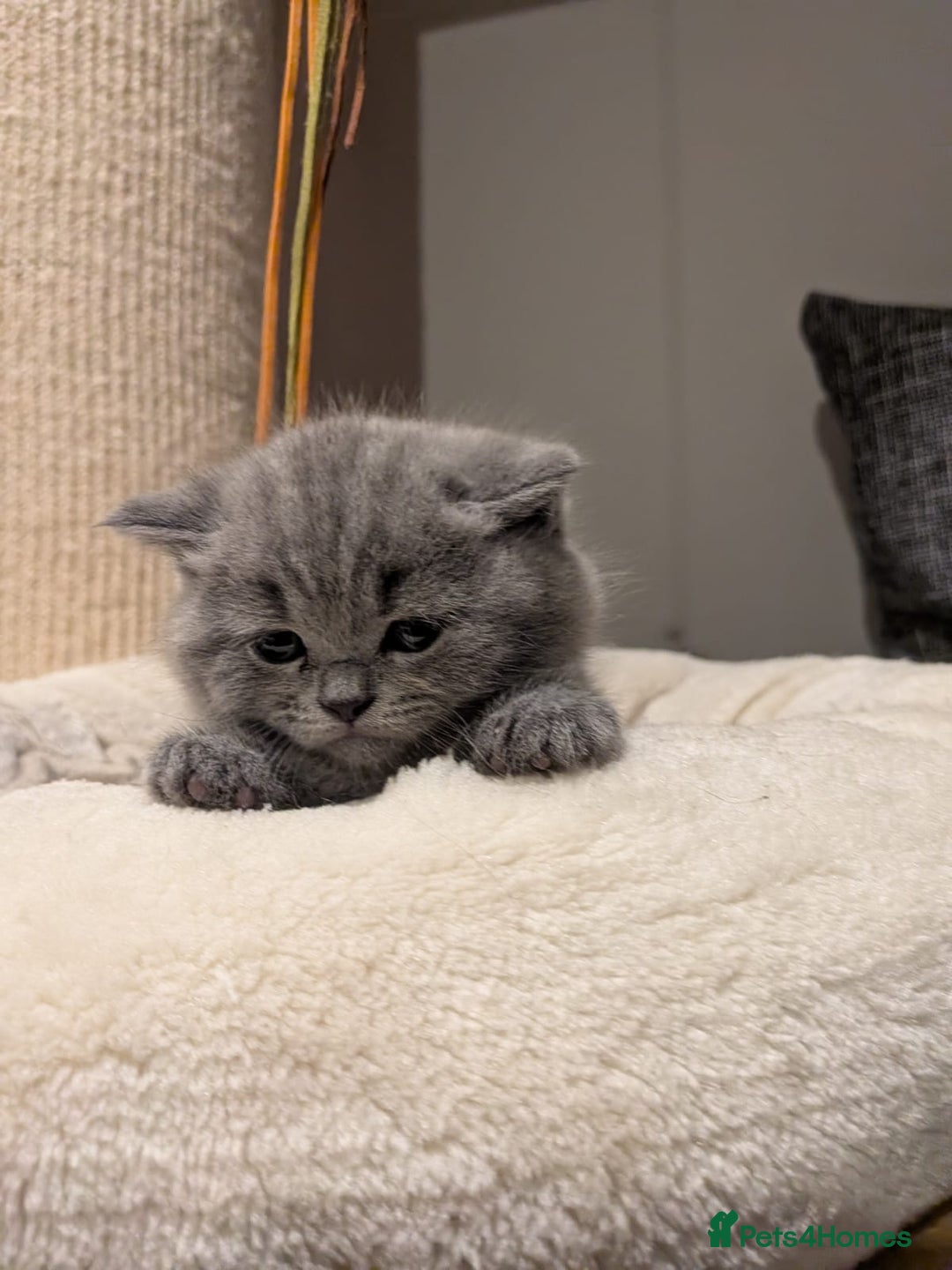 British Shorthair cats for sale: Multi-colour GCCF British Shorthair kittens  - Advert 39
