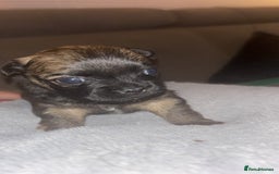 Mixed Breed dogs for sale: Chihuahua x pups  - Image 2