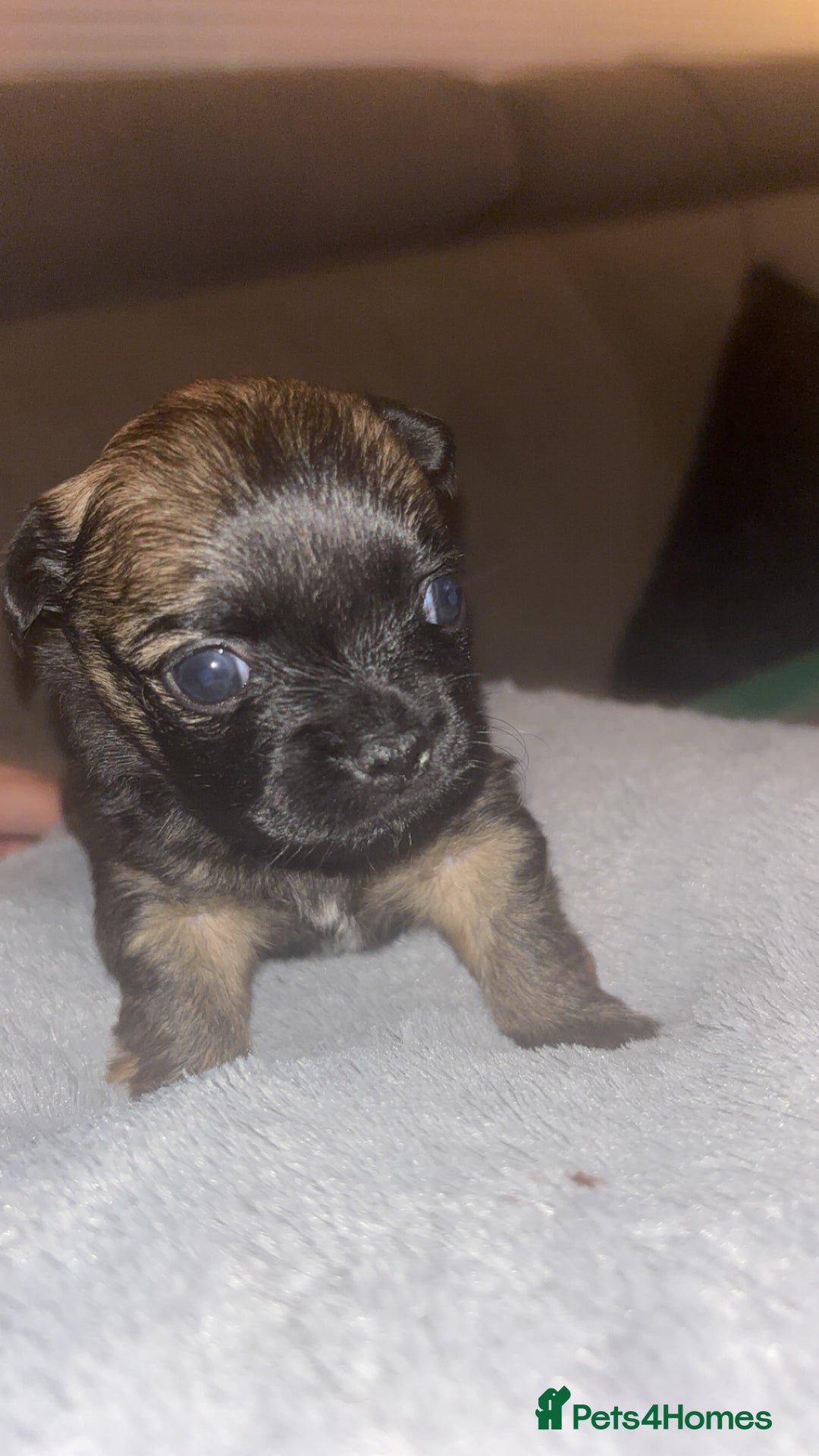 Mixed Breed dogs for sale: Chihuahua x pups  - Image 2