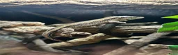 Gecko reptiles for sale: Red Striped Gargoyle Gecko - Male in Bishop's Stortford - Advert 1