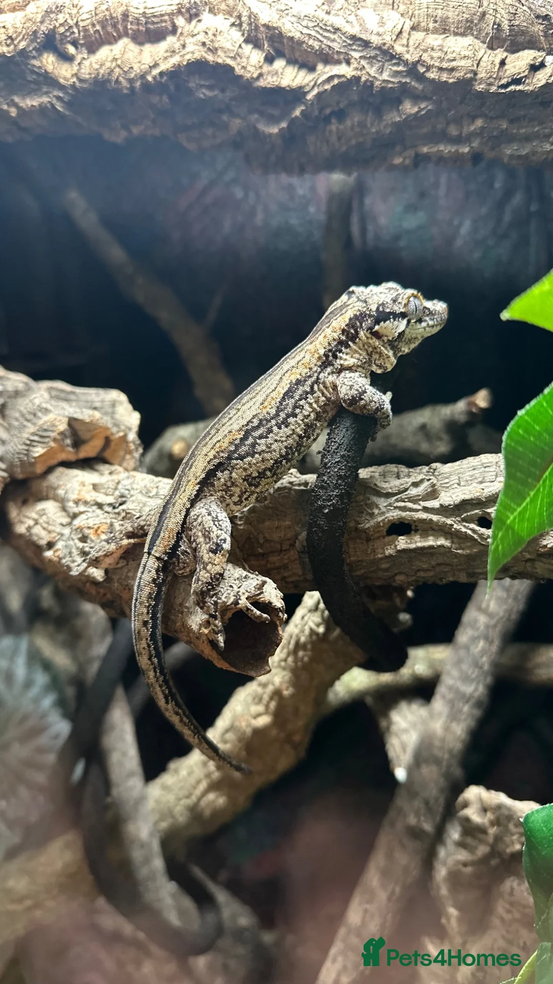 Gecko reptiles for sale: Red Striped Gargoyle Gecko - Male in Bishop's Stortford - Advert 1