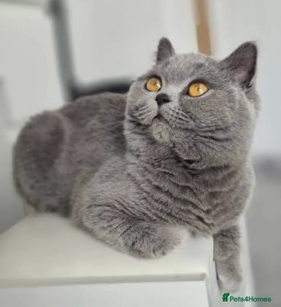 British Shorthair cats for sale: 6 month old British Shorthair  - Advert 1