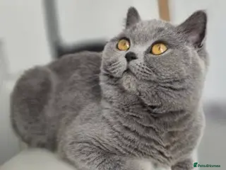 British Shorthair cats 6 month old British Shorthair - Advert 1