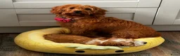 Labradoodle dogs for sale: Absolutely beautiful, F1bb Miniature Labradoodles  - Advert 22