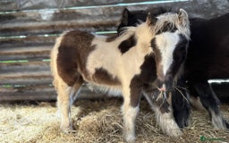 Irish Cob horses for sale: Super small, super quality mini coblets - Image 3