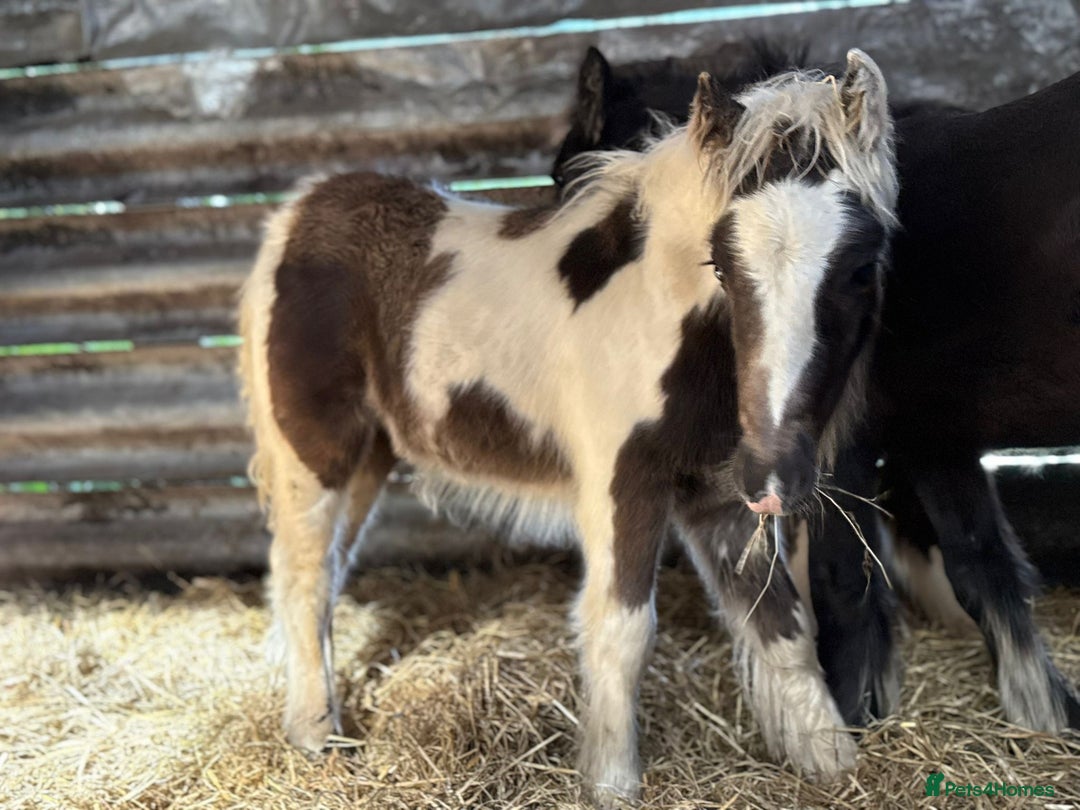 Irish Cob horses for sale: Super small, super quality mini coblets - Image 3