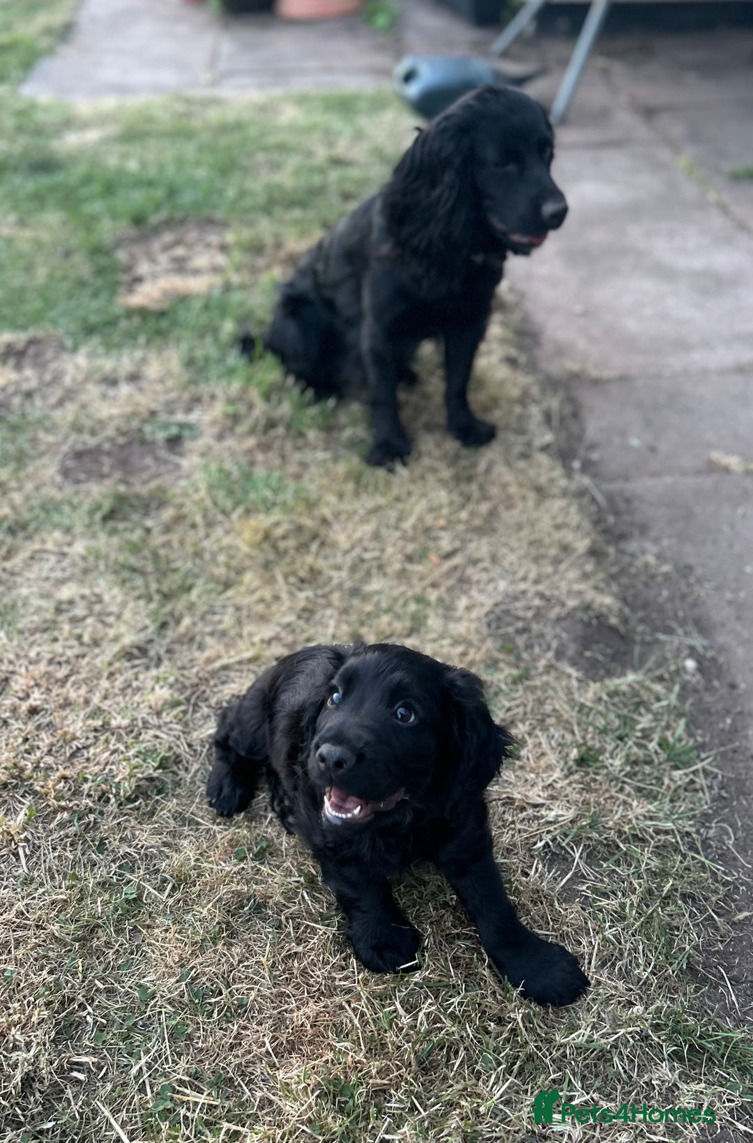 Cocker Spaniel dogs for sale: Male working cocker spaniel puppy kc reg - Image 12