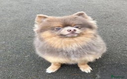 Pomeranian dogs for sale: Beautiful kc reg pomeranian - Image 1