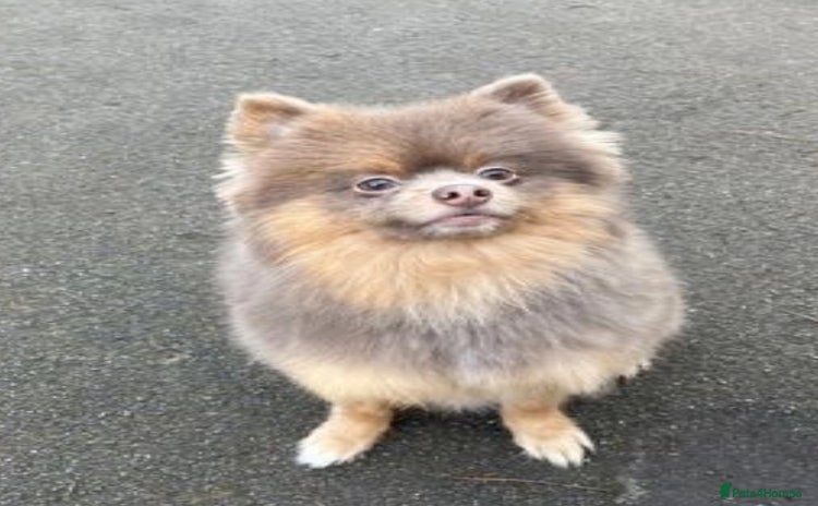 Pomeranian dogs - Advert 2