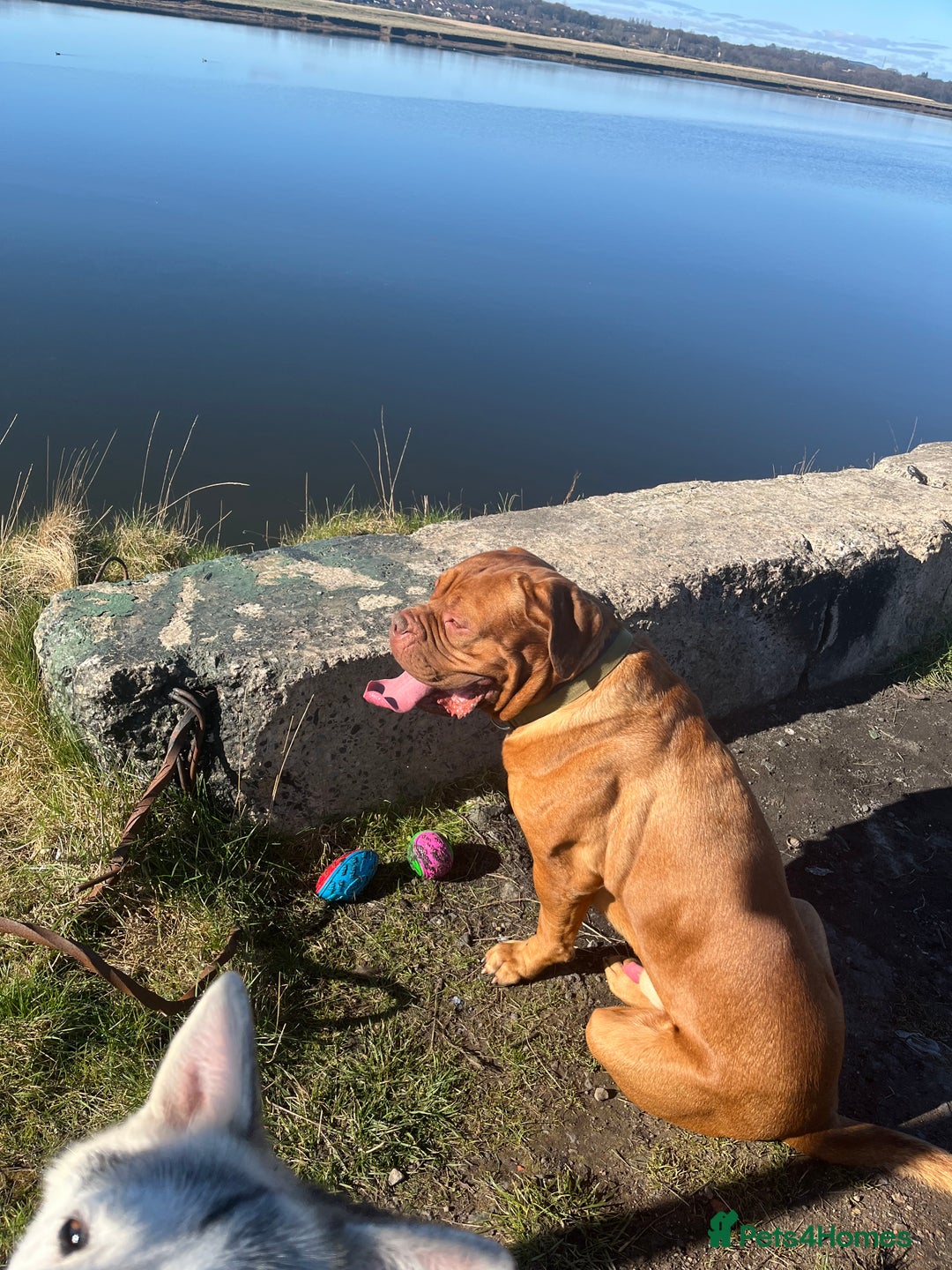 Dogue De Bordeaux dogs for stud: Dogue de Bordeaux For stud Enzo  - Image 4