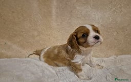 Cavalier King Charles Spaniel dogs for sale: Cavalier Puppies (Health tested perants) - Image 3