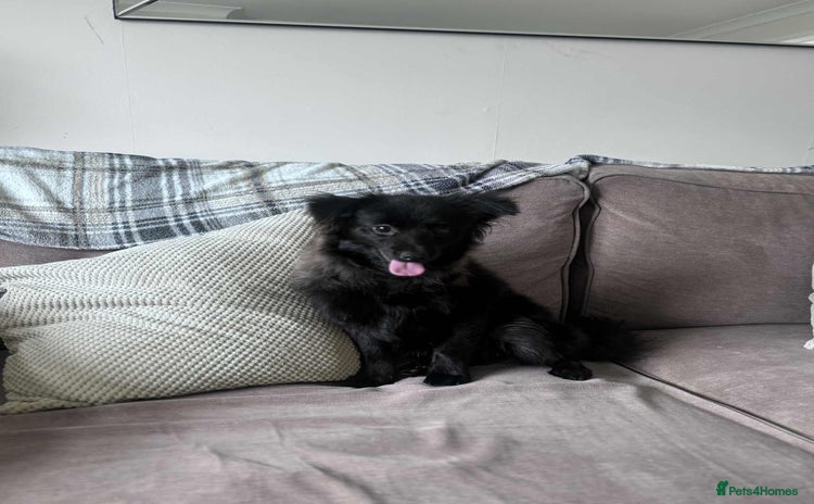 Pomeranian dogs - Advert 8