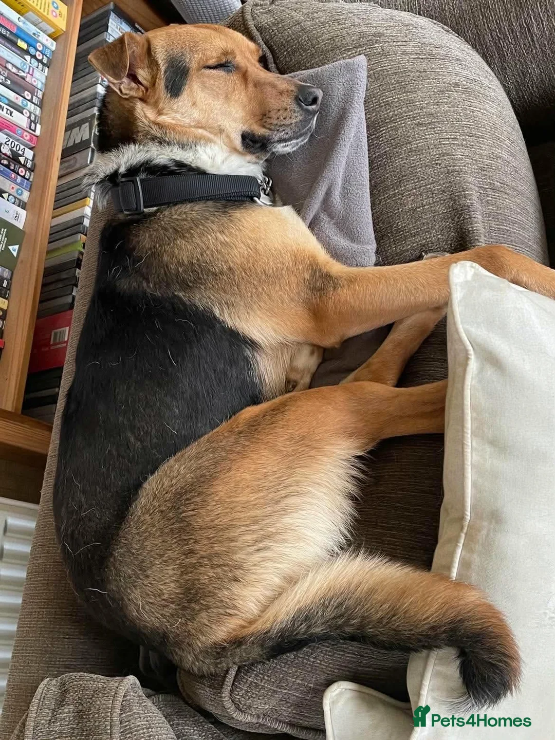 Mixed Breed dogs for adoption:  Rhea - Advert 3