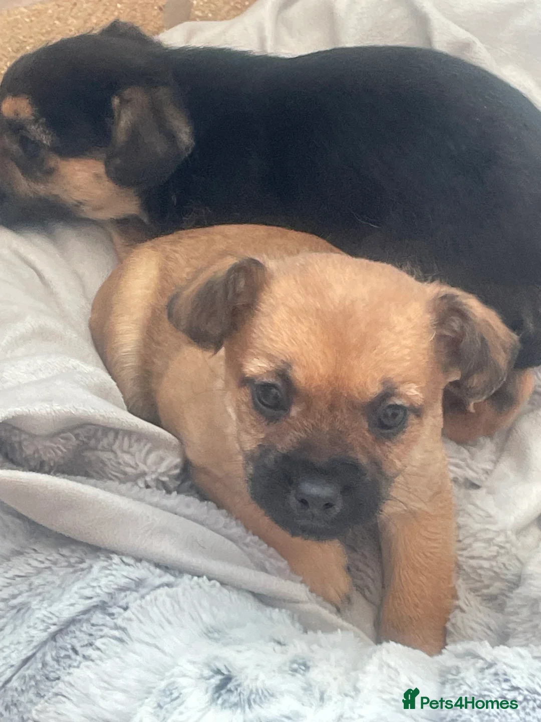 Mixed Breed dogs for sale: Adorable Frenchie-Poodle  **last male  - Advert 15