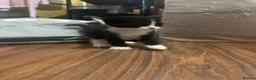 Mixed Breed cats for sale: 9 beautiful kittens in London - Advert 7