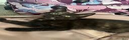 Domestic Shorthair cats for sale: Beautiful Kittens - Advert 5