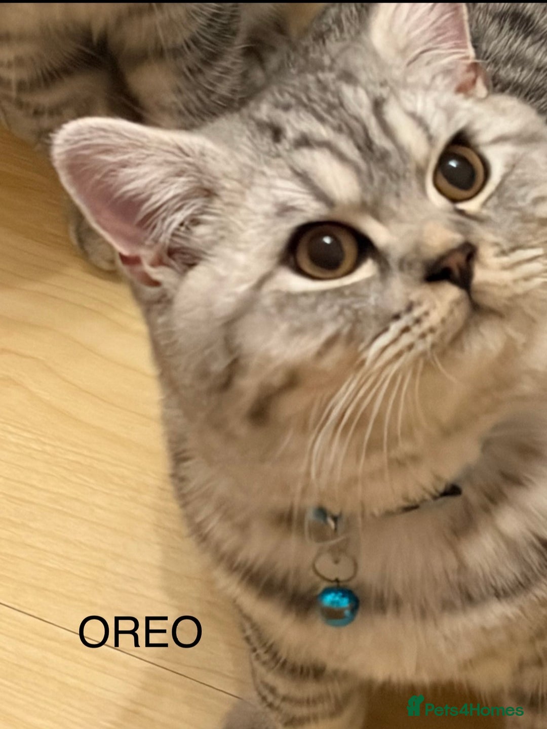 British Shorthair cats for sale: 3 Kittens•Full Pedigree•Champions bloodline•GCCF - Advert 10