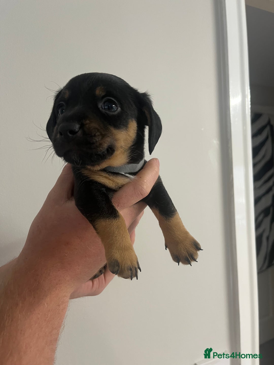 Mixed Breed dogs for sale: 8 beautiful dashaund X Jack Russel puppies  - Image 28