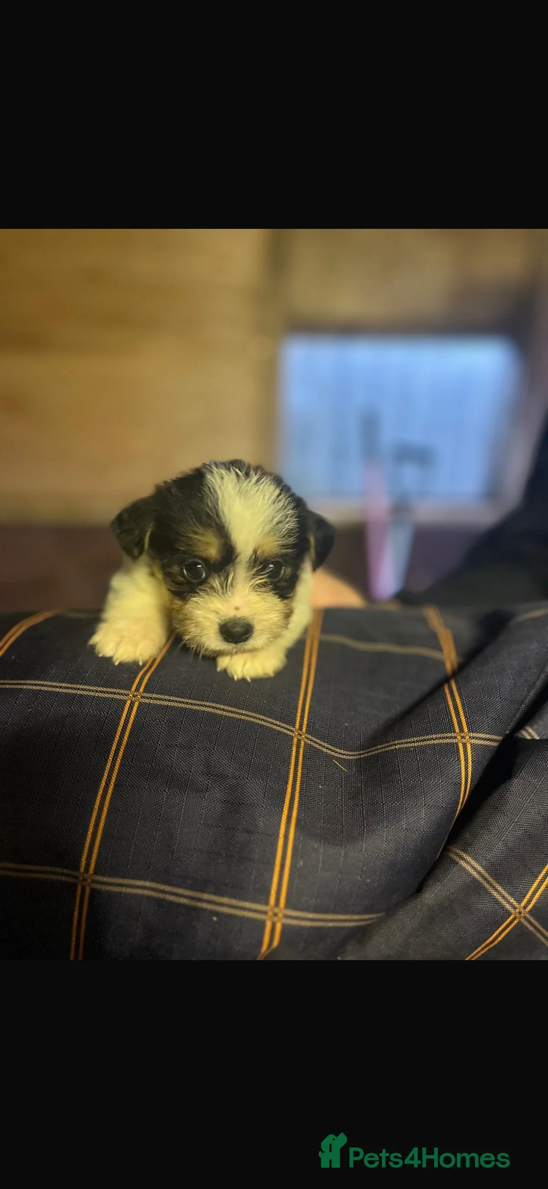 Mixed Breed dogs for sale: Jack tzu - Advert 6