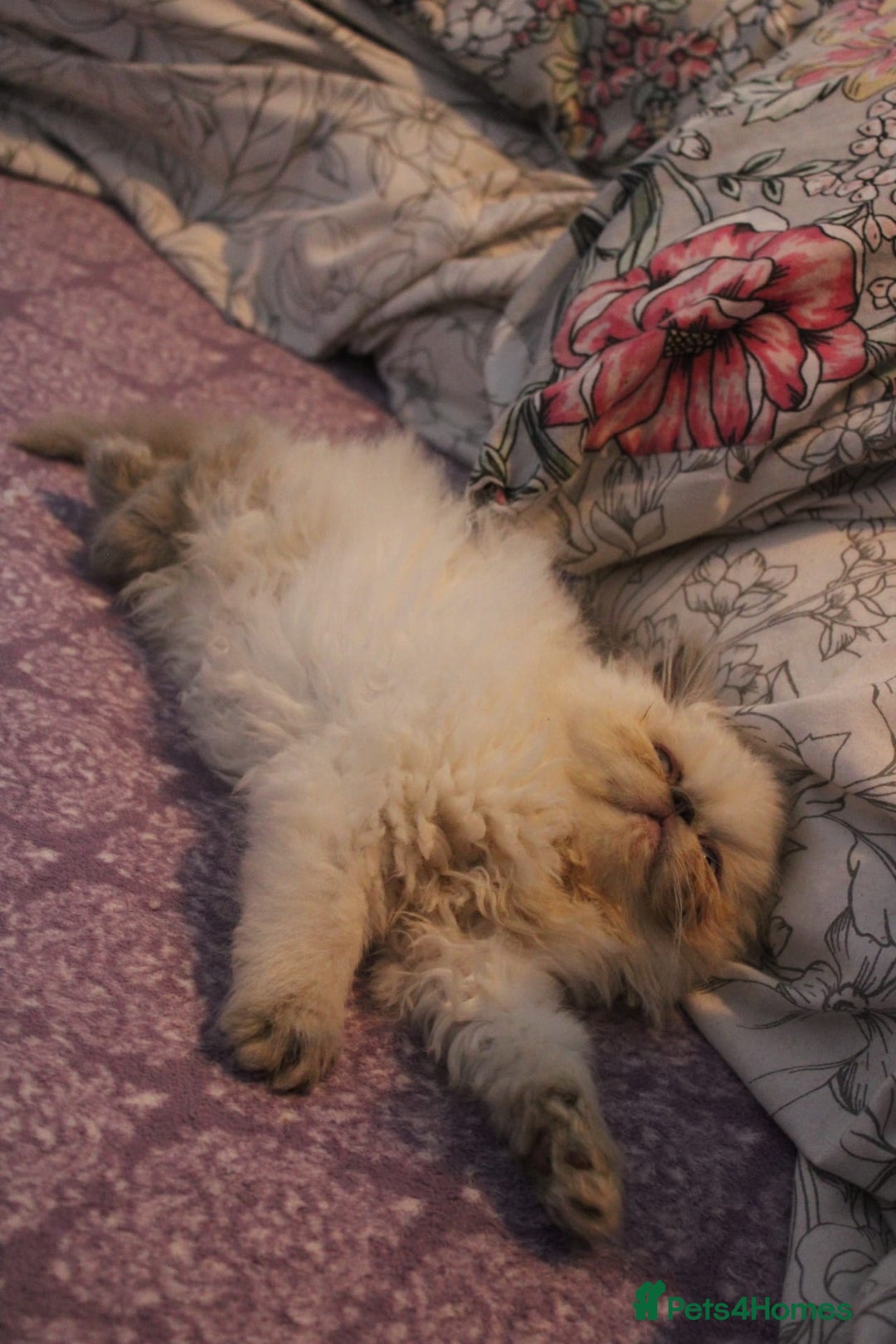 Persian cats for sale: Beautiful Female Kittens Ready for Loving Homes - Advert 31