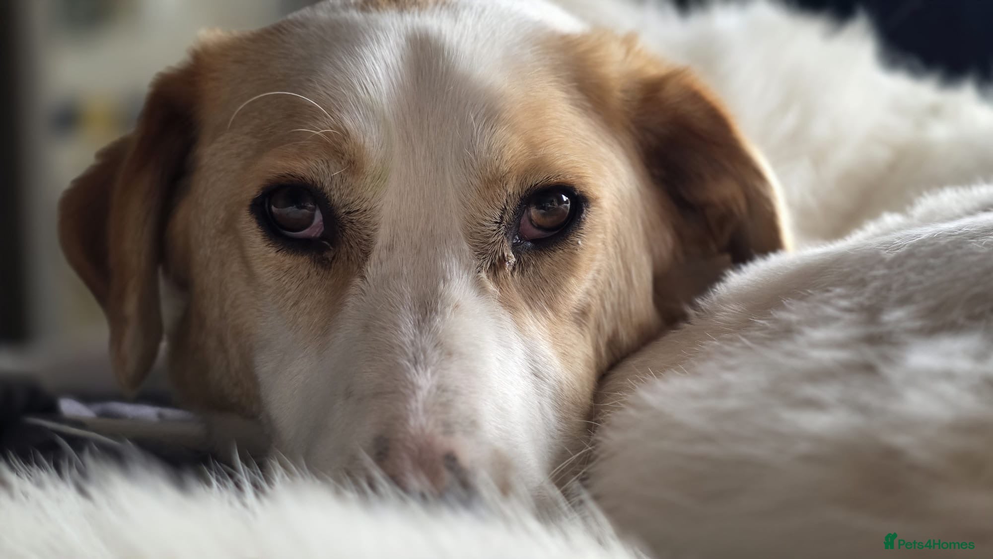 Mixed Breed dogs 💙 Asher is Looking for love 🩵 🐾 - Advert 17