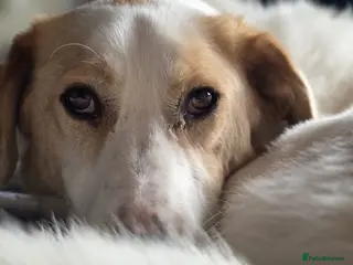 Mixed Breed dogs 💙 Asher is Looking for love 🩵 🐾 - Advert 1
