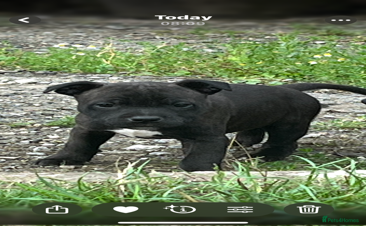 Staffordshire Bull Terrier dogs - Advert 1