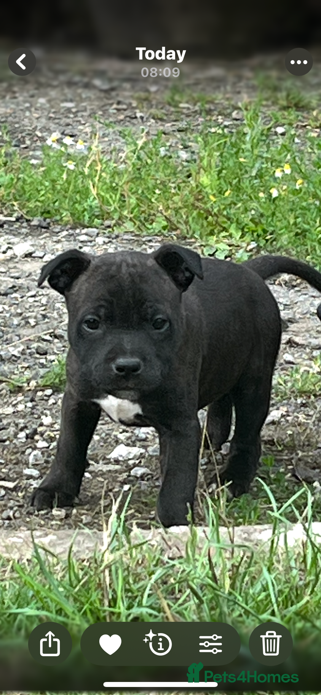 Staffordshire Bull Terrier dogs for sale: Beautiful kc reg.red brindle & white puppies - Image 1