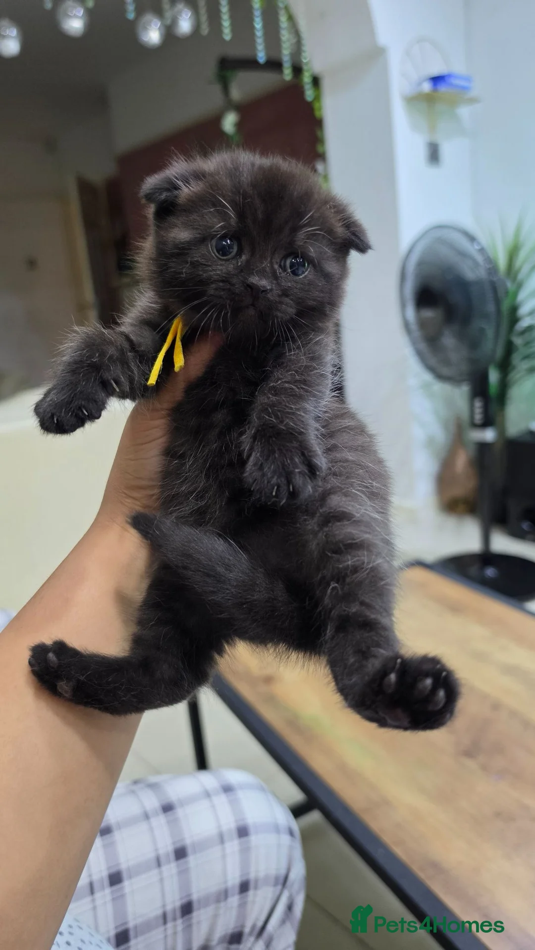 Scottish Fold cats for sale: Scottish fold kittens  - Advert 1