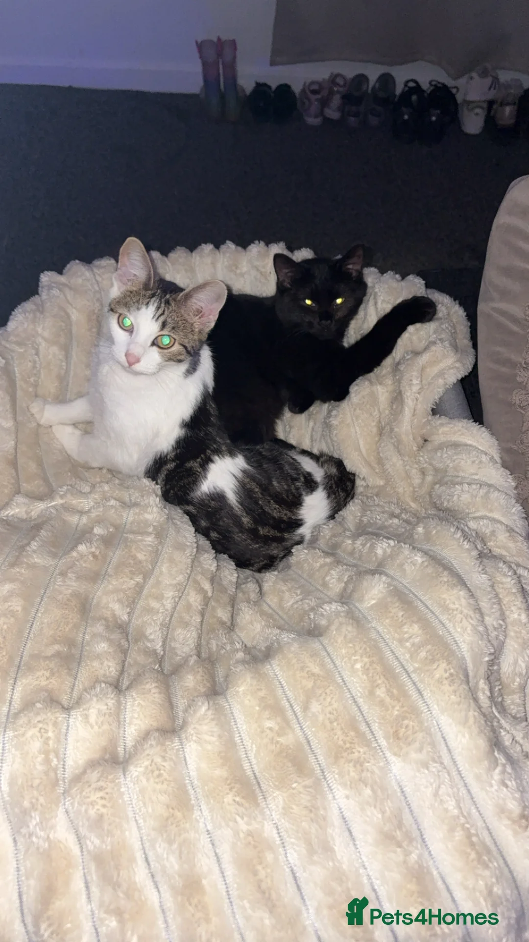 Mixed Breed cats for sale: FREE, rehoming  in Burnley - Advert 2