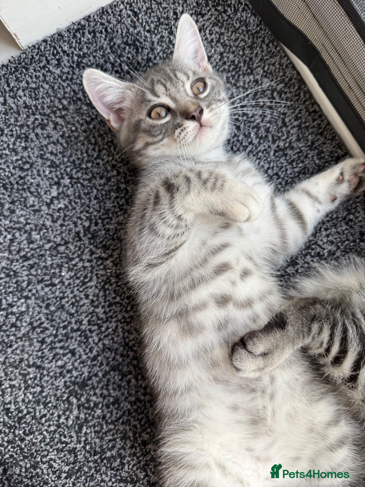 Scottish Fold cats Beautiful Silver Tabby Scottish Fold&Straight boys - Advert 4