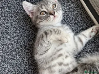 Scottish Fold cats Beautiful Silver Tabby Scottish Fold&Straight boys - Advert 4