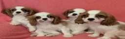 Cavalier King Charles Spaniel dogs for sale: Gorgeous Cavalier King Charles Spaniel puppies - Advert 5