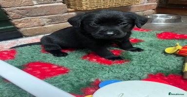 Labrador Retriever dogs - Advert 5