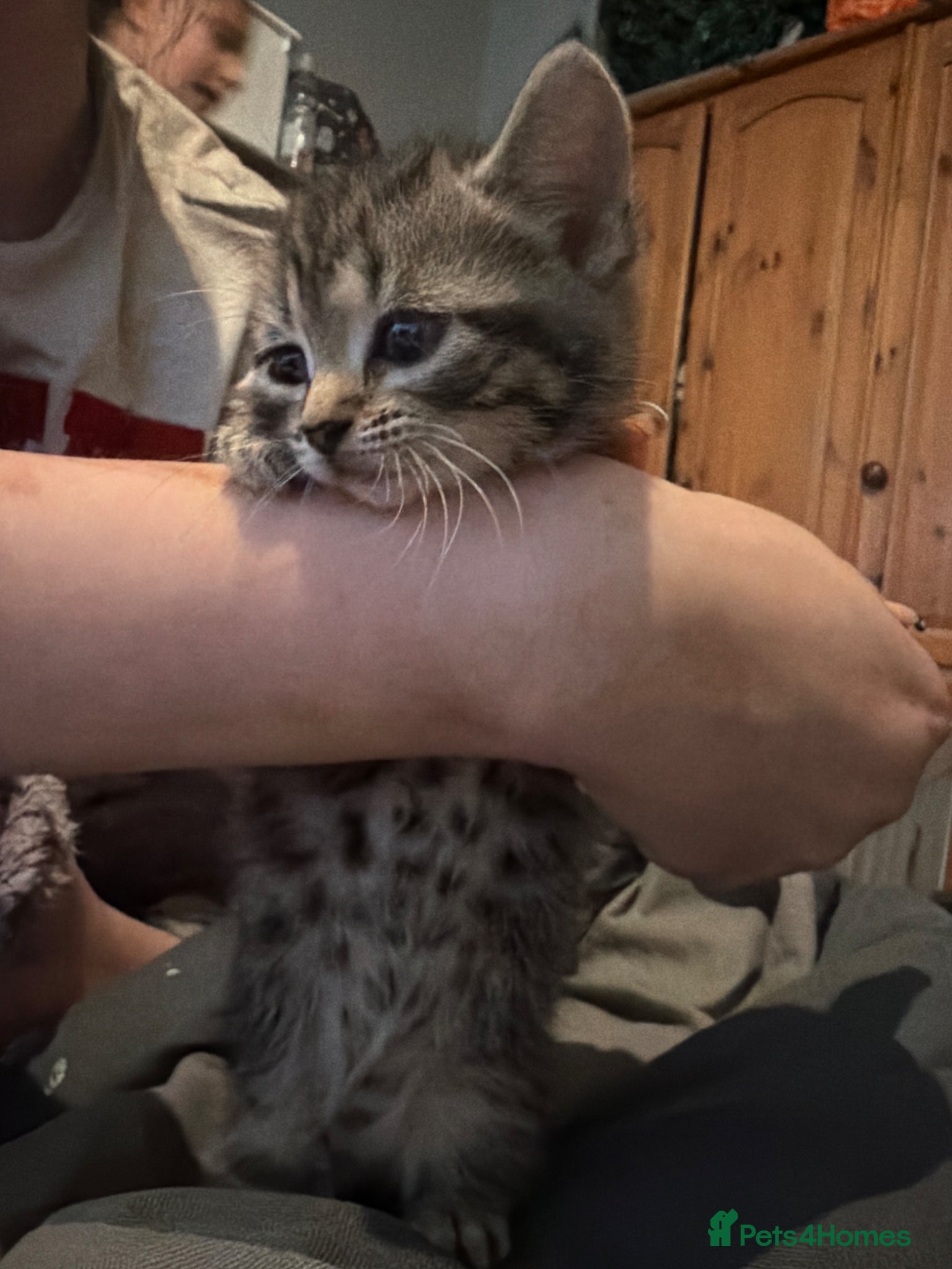 Mixed Breed cats for sale: Two tabby female kittens - Advert 15