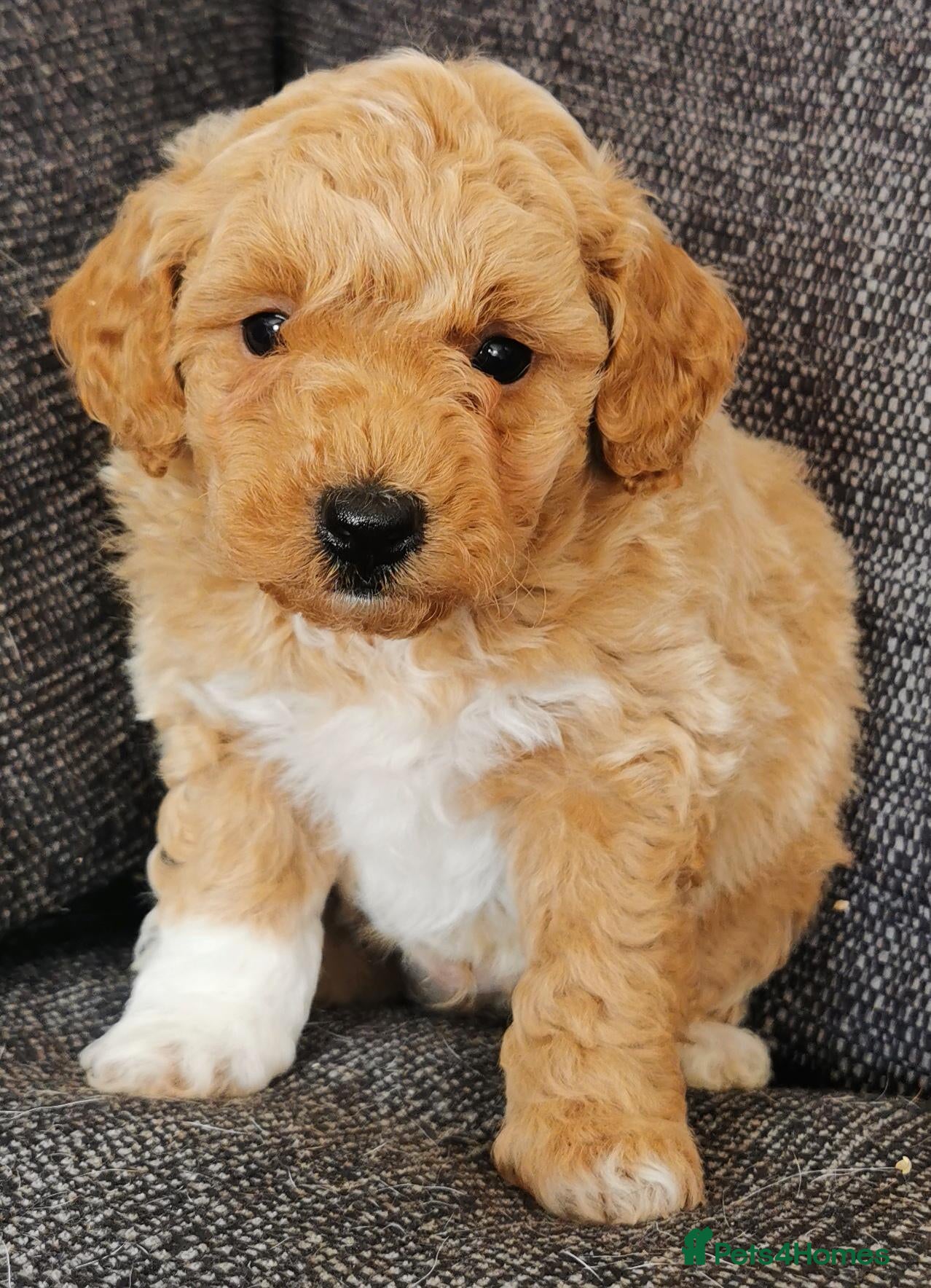 Poochon dogs Superb F1b Poochon Puppies  - Advert 1