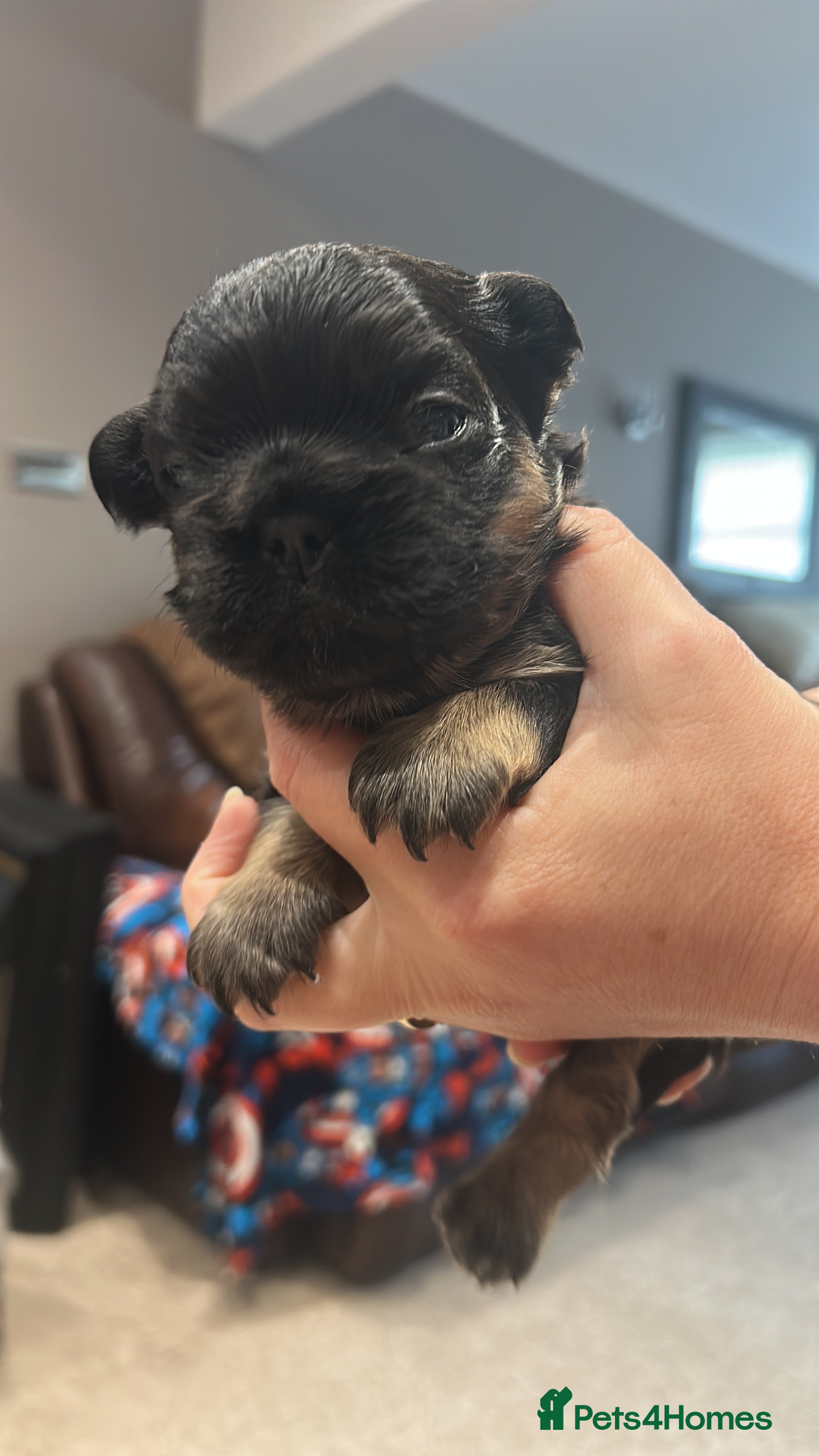 French Bulldog dogs Fluffy French bulldog puppies - Advert 2