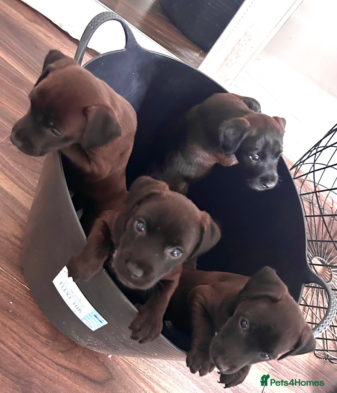 Patterdale Terrier dogs for sale: Patterdale pups  - Image 12