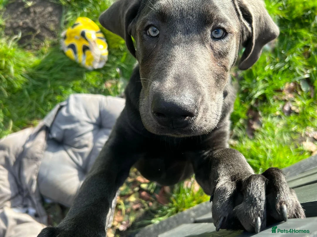 Labrador Retriever dogs for stud: KC REGISTERED LABRADOR STUD in Worcester - Advert 16